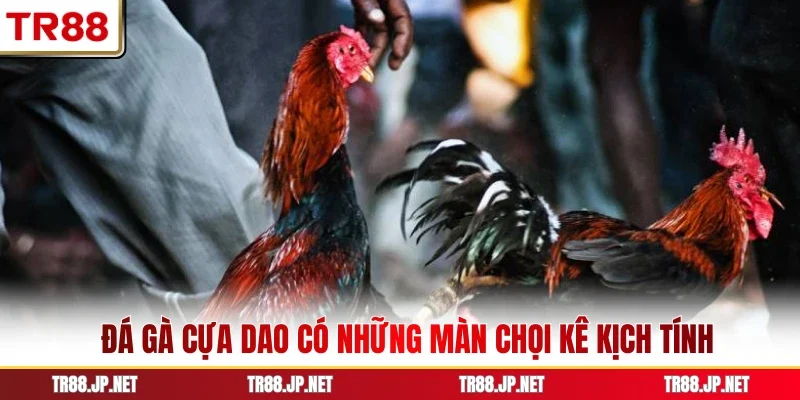 Đá gà cựa dao có những màn chọi kê kịch tính