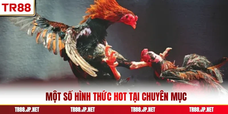 Một số hình thức hot tại chuyên mục